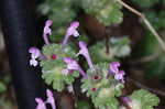 Henbit